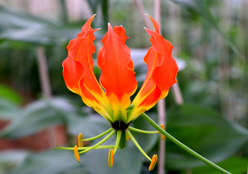 グロリオサ』あいちアグリアウォード技術改善部門で受賞／みなみ