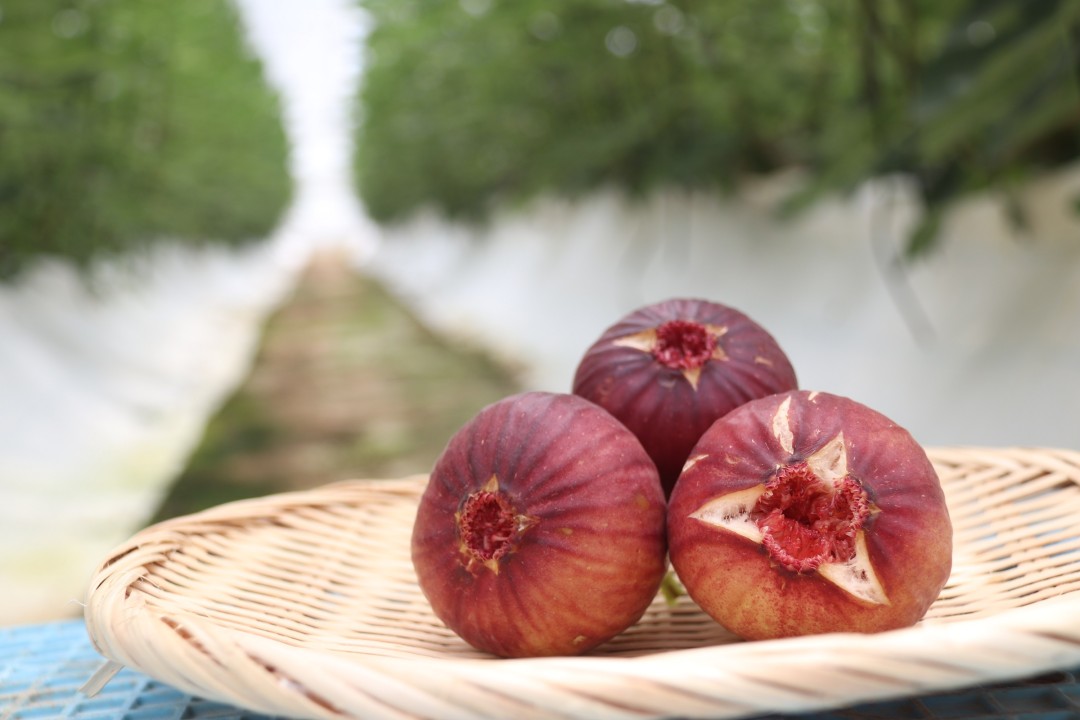 イチジク出荷最盛期／年間53万パック出荷を計画／みなみインフォ／JA