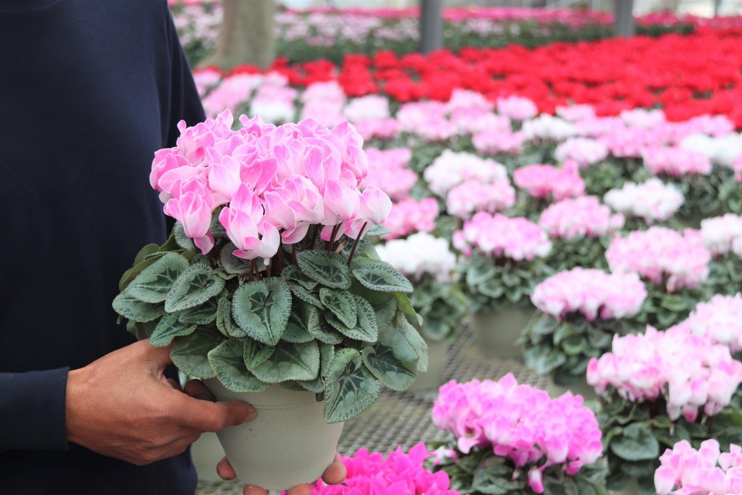 冬の鉢物「シクラメン」出荷本格化／みなみインフォ／JA愛知みなみJA