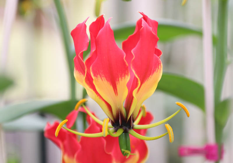 海外で大人気『グロリオサ』が出荷最盛期！／みなみインフォ／JA愛知