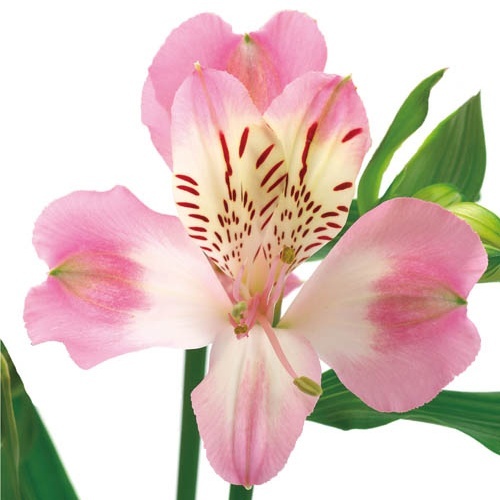 ワンダースイート Wonder Sweet