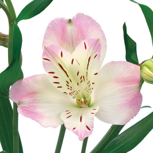 スイートラブ Sweet Love