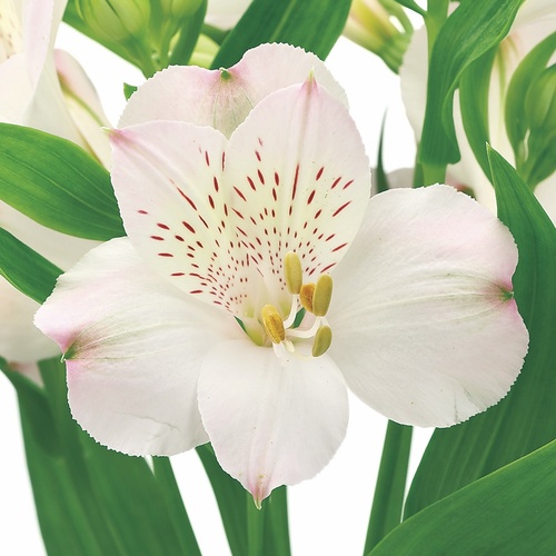 アンナプルナ Annapurna