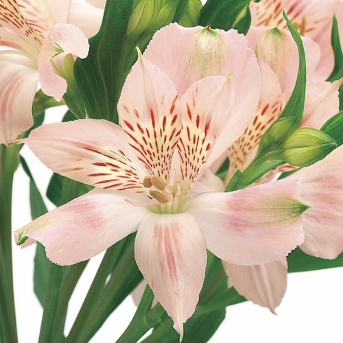 スマトラ Sumatra