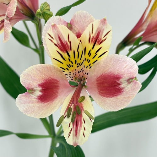 レベッカ Rebecca