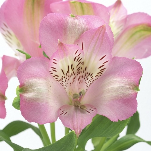 ロックオン Lock On