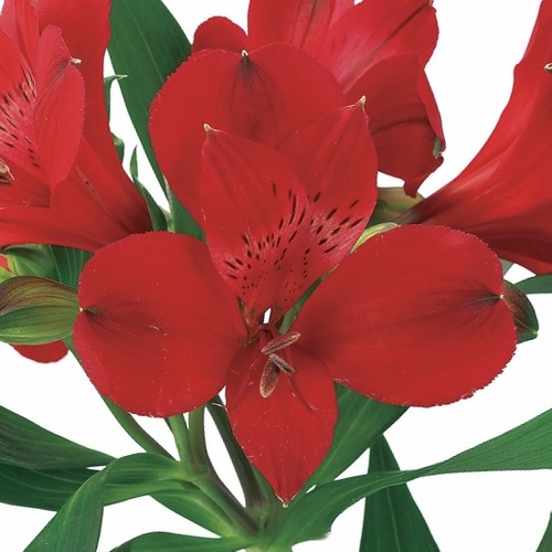 ファイヤー Fire