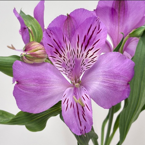 フロレンティーナ Florentina