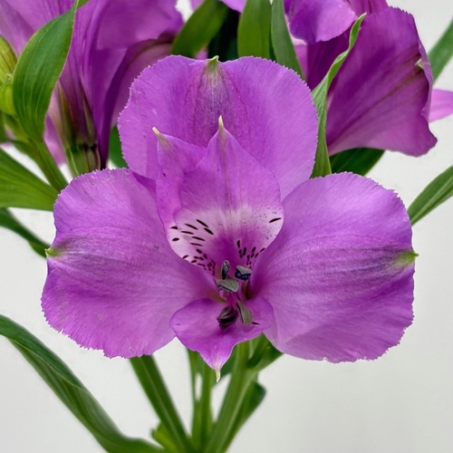 コーラルシー　 Coral Sea