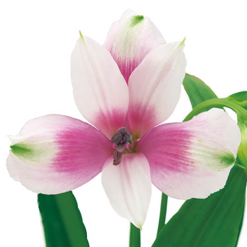 ランカスター Lancaster