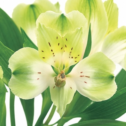 グリーンワンダー Green Wonder