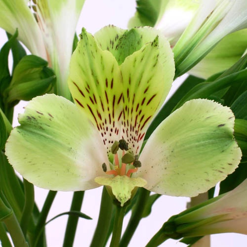 グリーンフィールド Green Field