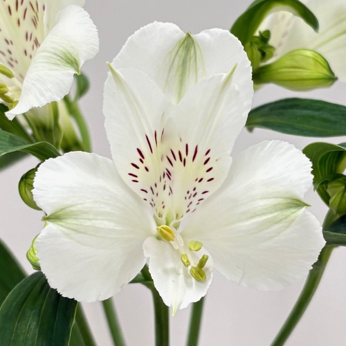 スノークィーン　 Snow Queen