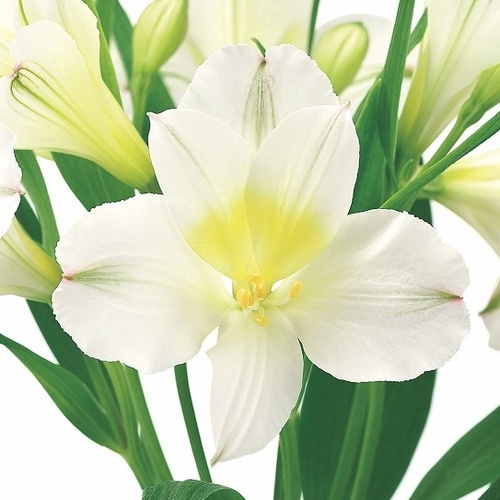 プレシャス Precious