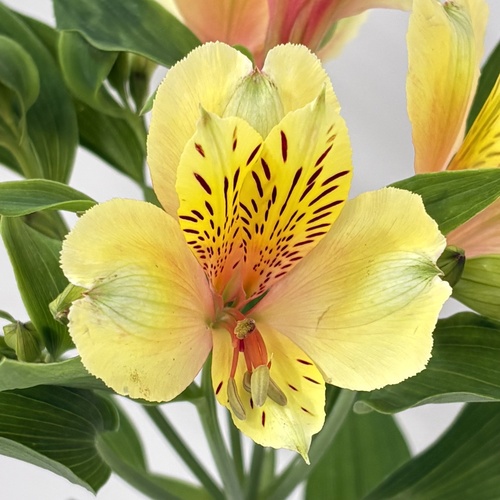 ハニーソフィア Honey Sophia