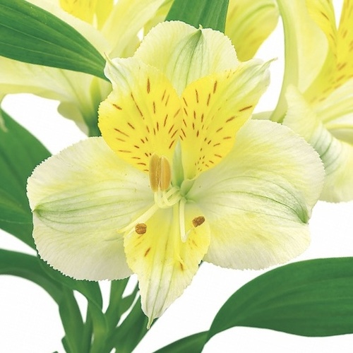 ワイキキ Waikiki