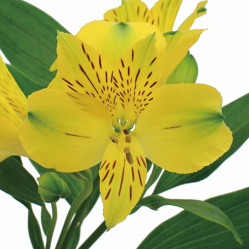 イエローストーン Yellow Stone