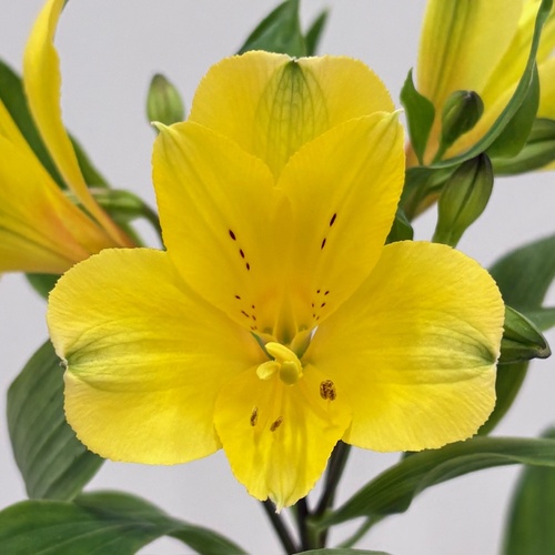 ミラマー Miramar