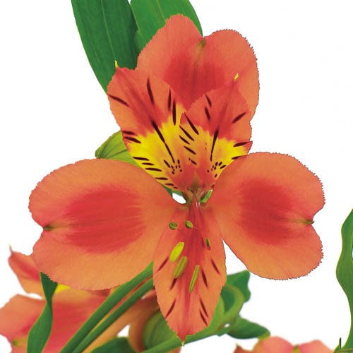 オレンジクイーン Orange Queen