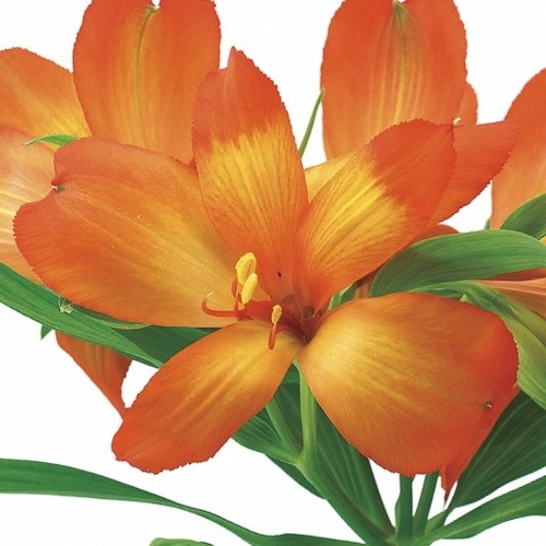 タンジェリン Tangerine