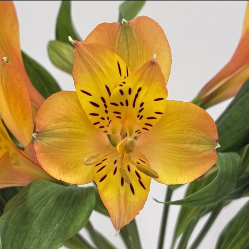 マーマレード Marmalade