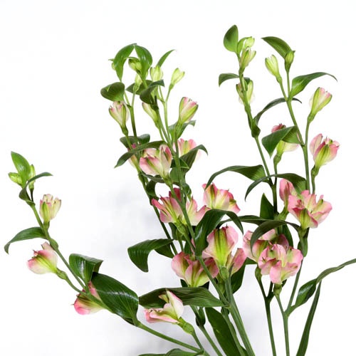 ブライズメイド Bridesmaid