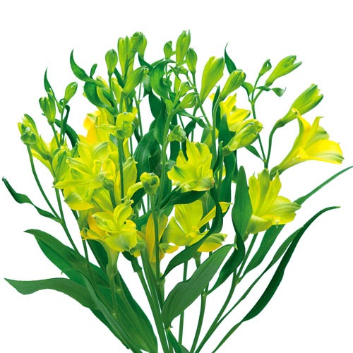 ファンファーレ Fanfare