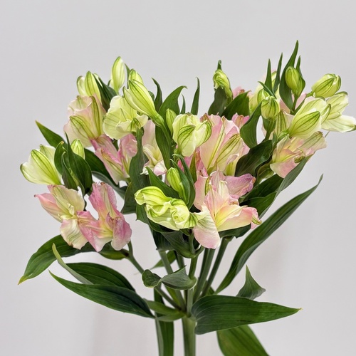 セレブレーション　 Celebration