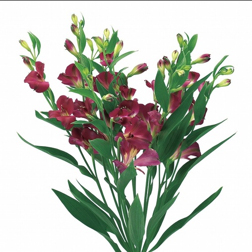 パープレックス Perplex