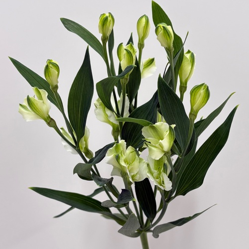 スノープリンス　 Snow Prince