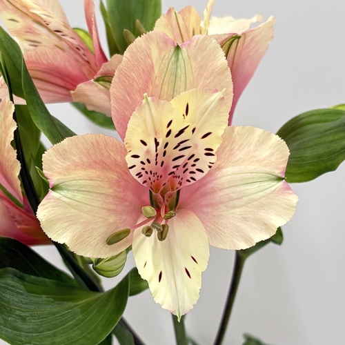 ミルクティー Milk Tea