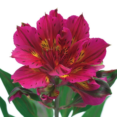 アストロノバ　メラク Meraku