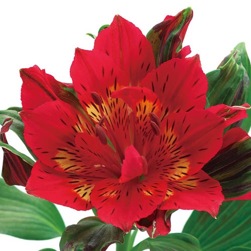 アストロノバ　リゲル Rigel