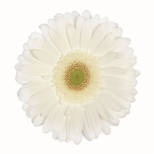 ジョベールケーキ Jaubert Cake