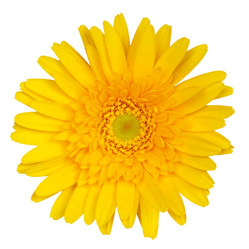 サンディー Sandy