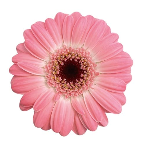 ディクソン Dixon