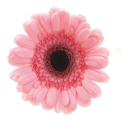 ハピネス Happiness