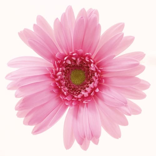 フランボワーズケーキ+ Framboise Cake+