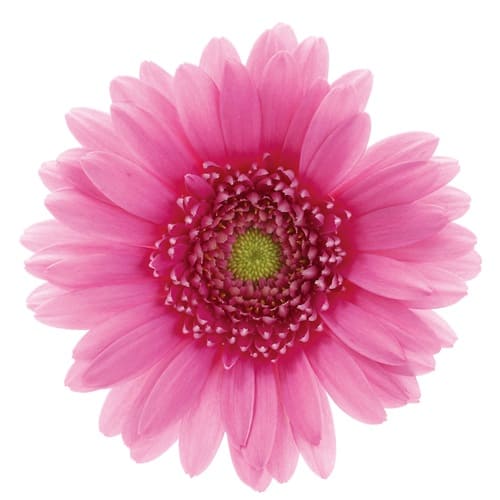 ビラルド+ Bilardo+