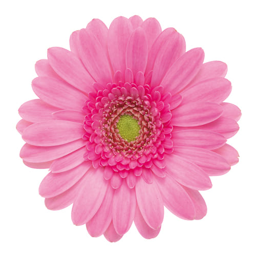 クランベリーケーキ+ Cranberry Cake+