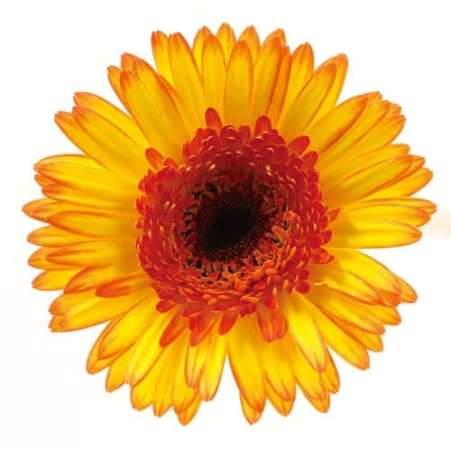 バルバドス Barbados