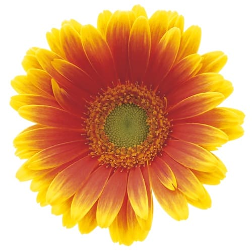 クリストフ+ Kristoff+