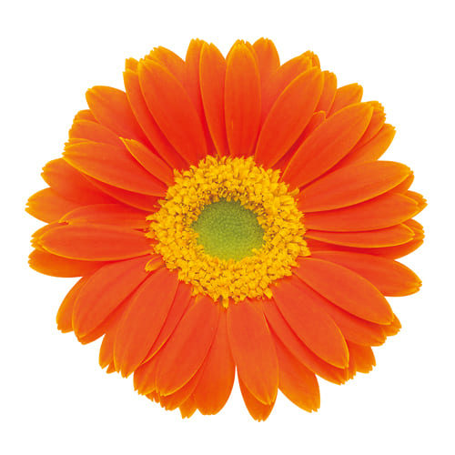 プチゴールデンタマリ PetitGoldenTamari