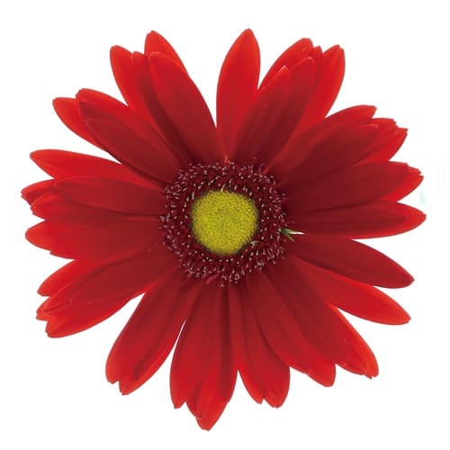 リンゴケーキ Ringo Cake