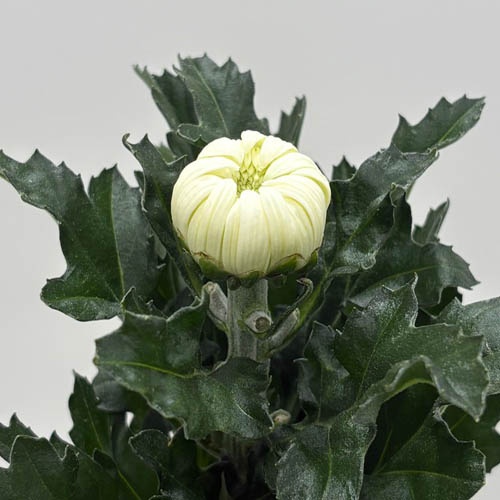 精の一世 Sei_No_Issei