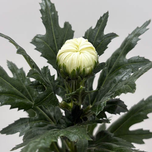 岩の白扇 Iwa_No_Hakusen