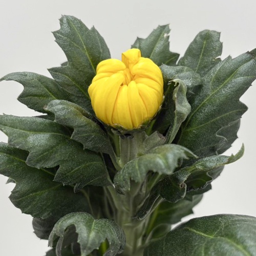 精の光彩 Sei_No_Kousai