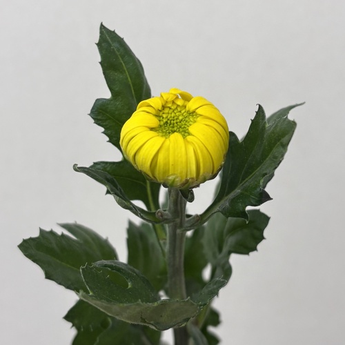 精興光玉 Seiko_Kogyoku