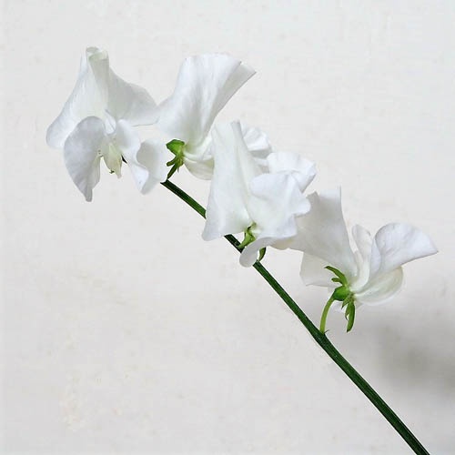 雪の華 Yuki No Hana