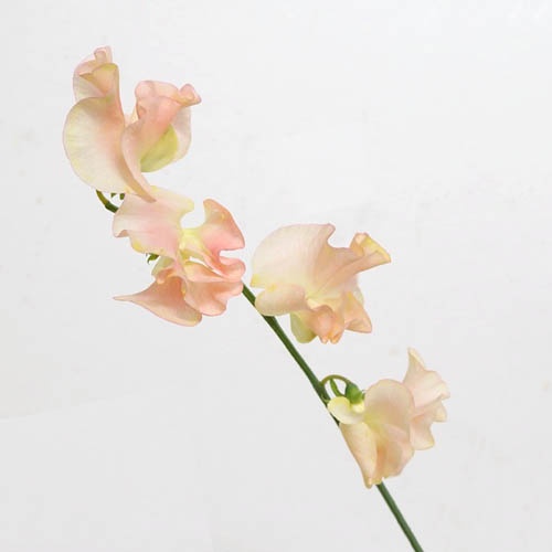 月のしずく Tsuki No Shizuku